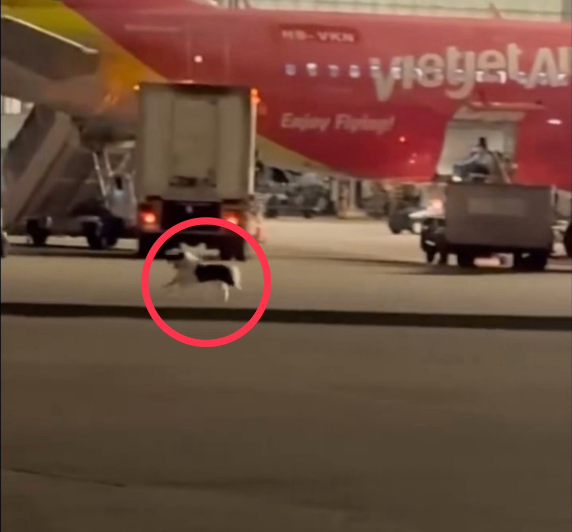 桃園機場變遛狗場? 班機載運途中狗狗脫逃 在機坪自由狂奔 華航說話了
