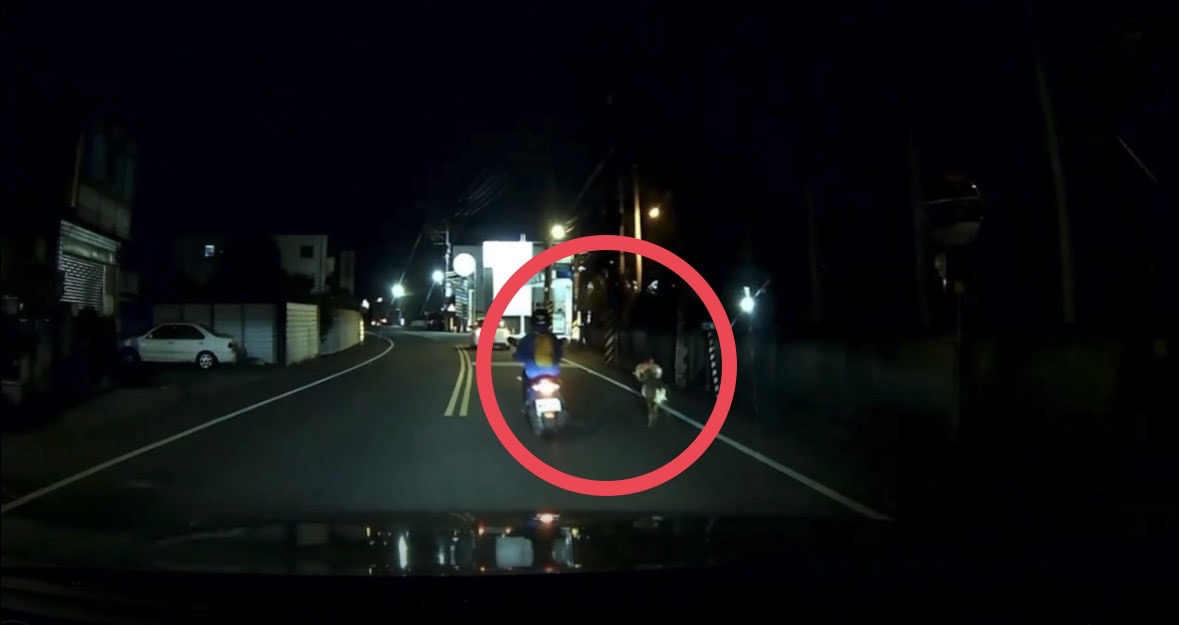 馬路變牧場? 中壢民權路驚見「特等羊」狂奔1公里 原來是仁海宮200週年主角