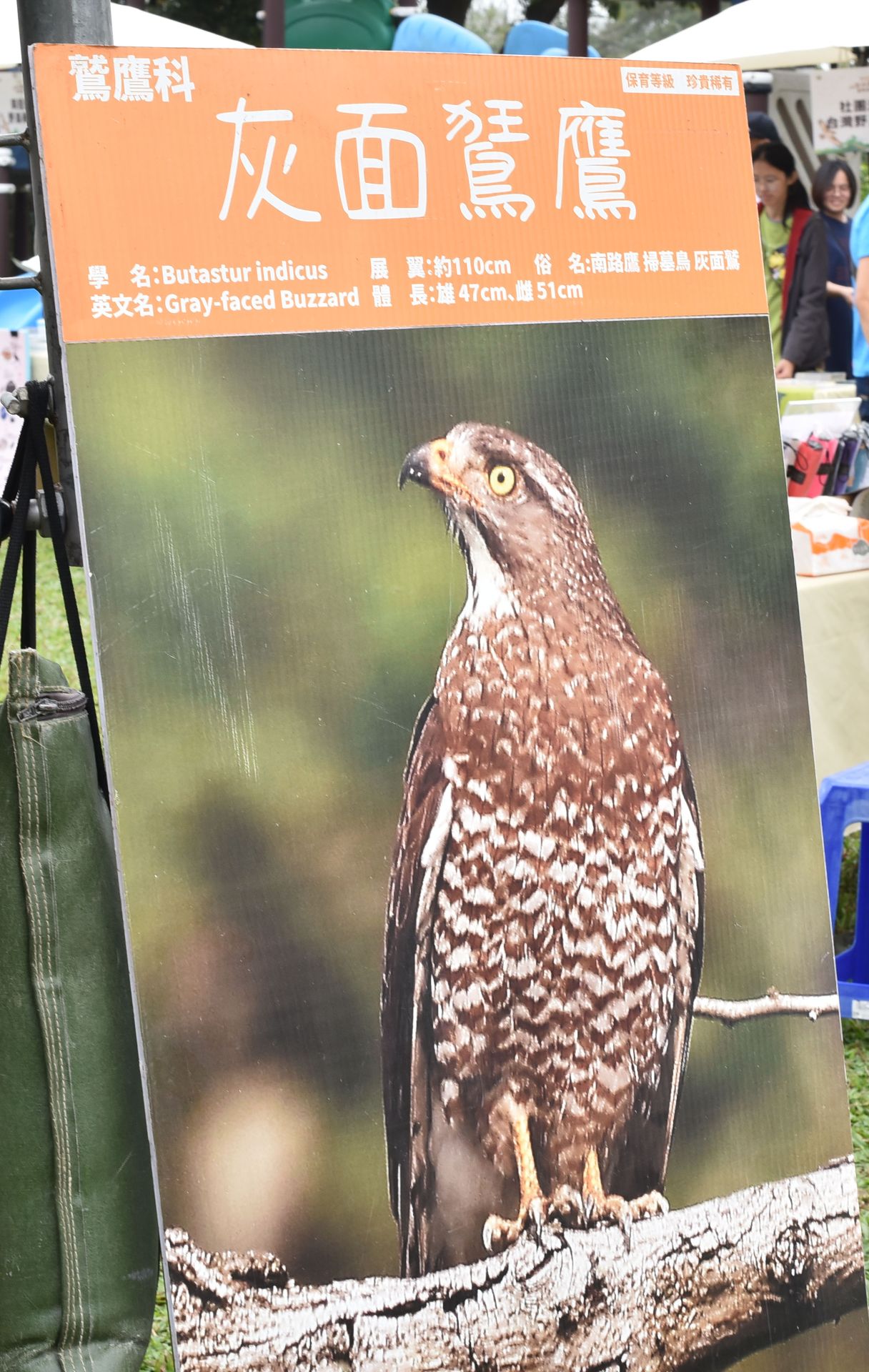 灰面鵟鷹身長通常為41—46 cm，屬於小型猛禽。牠在中國東北、韓國、日本繁殖；冬季遷徙到東南亞，春天北返。（黃國峰翻攝）