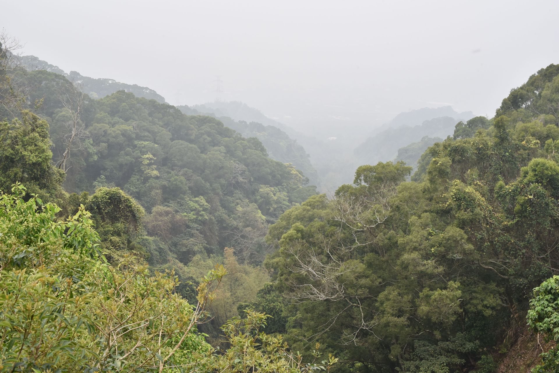 參山國家風景管理處主辦「八卦山賞鷹季」系列活動，15日開幕，但上午天候小雨有霧，鷹況難見。（黃國峰攝）