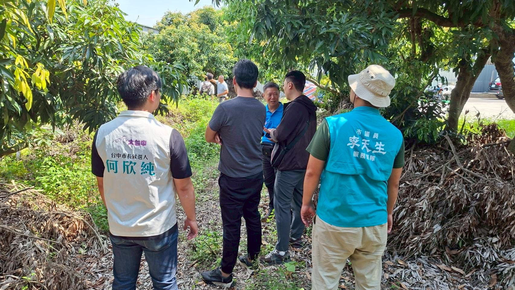 何欣純關心荔枝農損　成功爭取現金救助　台中全市納入公告