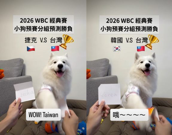 薩摩耶萊芙精準預言中華隊4場預賽結果。（圖／翻攝IG）