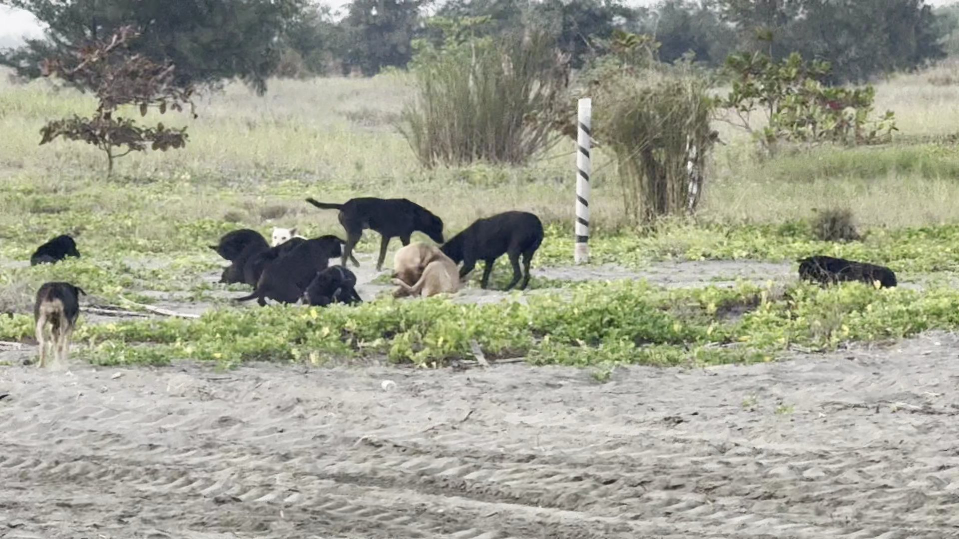 ▲狗狗整窩聚集，一隻追逐全部都會跑來相當可怕（圖／記者王俊勝 攝；未經授權請勿翻攝）