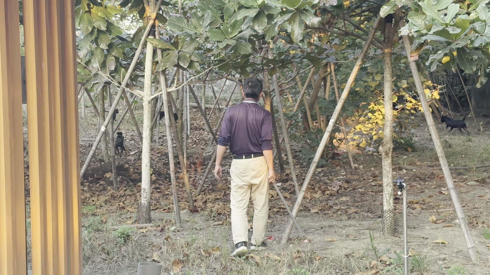 ▲狗狗都會躲在樹陰下，民眾根本不會發現（圖／記者王俊勝 攝；未經授權請勿翻攝）