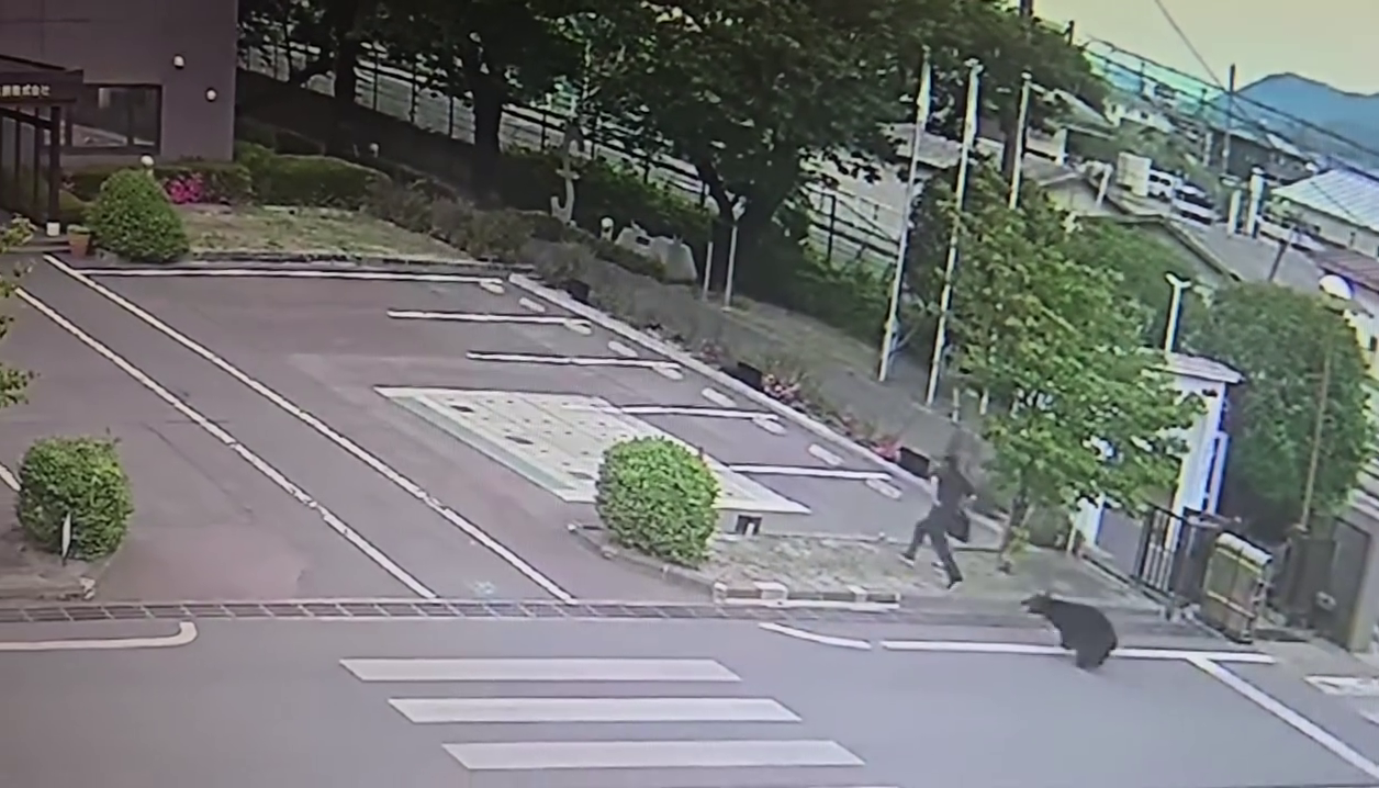 ▲黑熊闖福島市區！連傷4人闖工廠...1人重傷 市政府啟動緊急獵捕（圖／翻攝自 X）