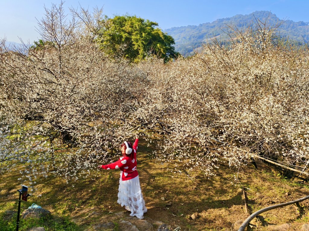 新社福興里梅花爆開7成 花期持續到農曆年