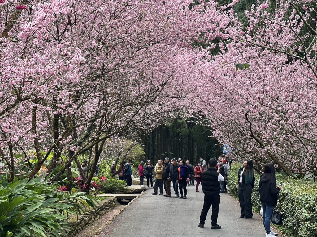 今年九族櫻花特別壯觀 連假後推第二波特價