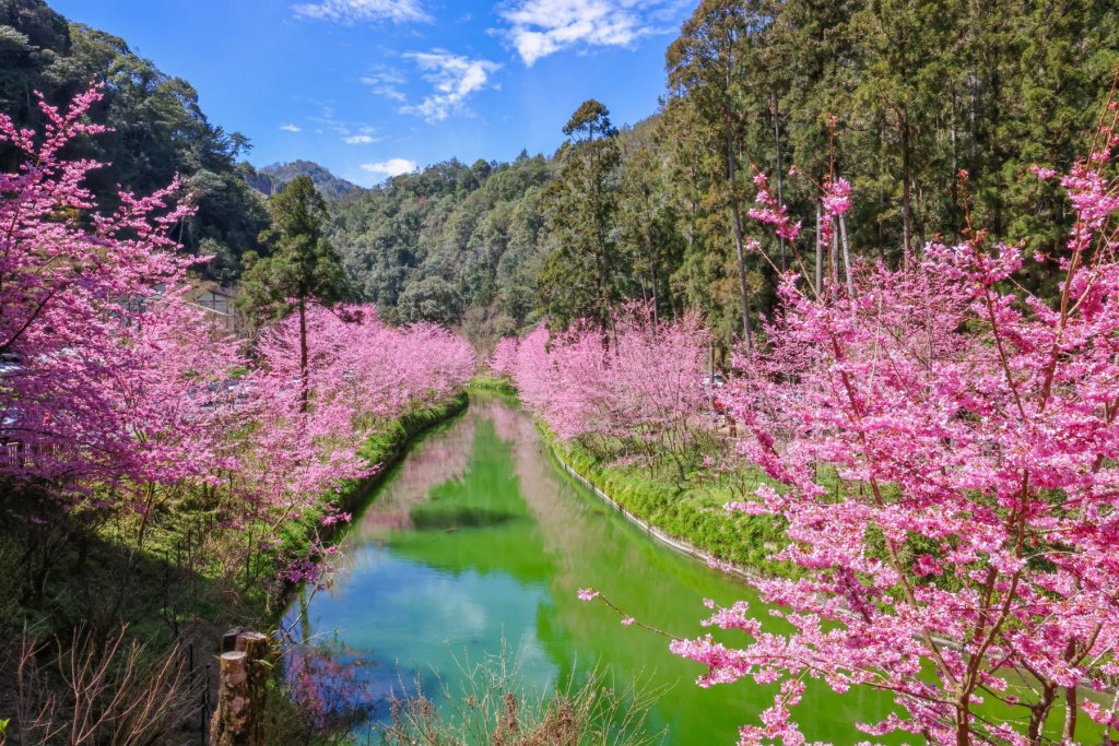 杉林溪粉紅盛宴 全台獨一無二櫻花河岸