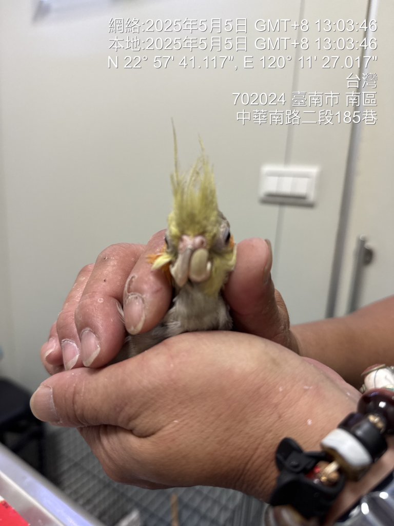 爆料／台南市中心驚現惡劣鳥商！台灣鳥類救援協會偕同動保處突擊稽查，多隻病殘鳥禽令人髮指