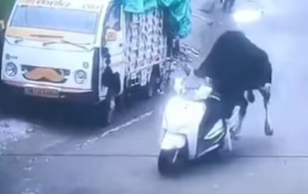 影／印度驚奇！牛騎機車大街狂飆「撞牆前跳車閃過」　路人看傻眼