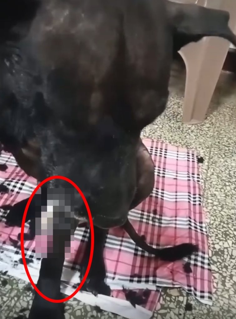 影/狗叼抽菸、遞檳榔畫面曝光　飼主稱「只是好玩」恐觸法遭送辦