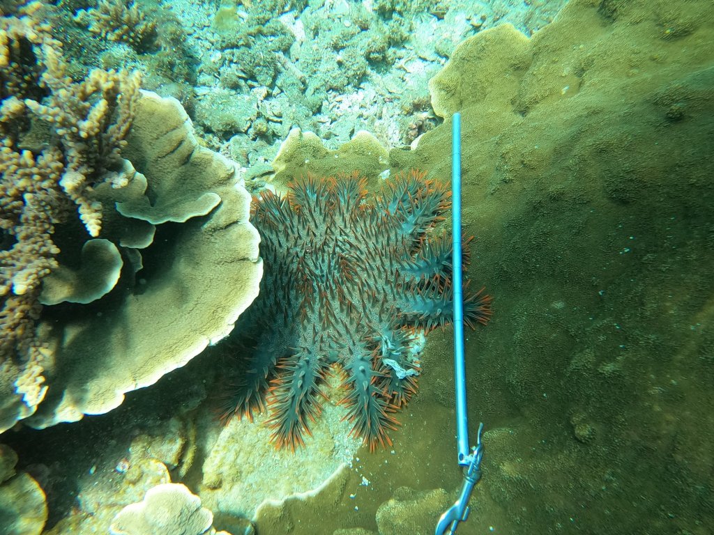 獨家／專家示警「東沙群島珊瑚2年內被棘冠海星吃光」澎湖也出現珊瑚天敵！