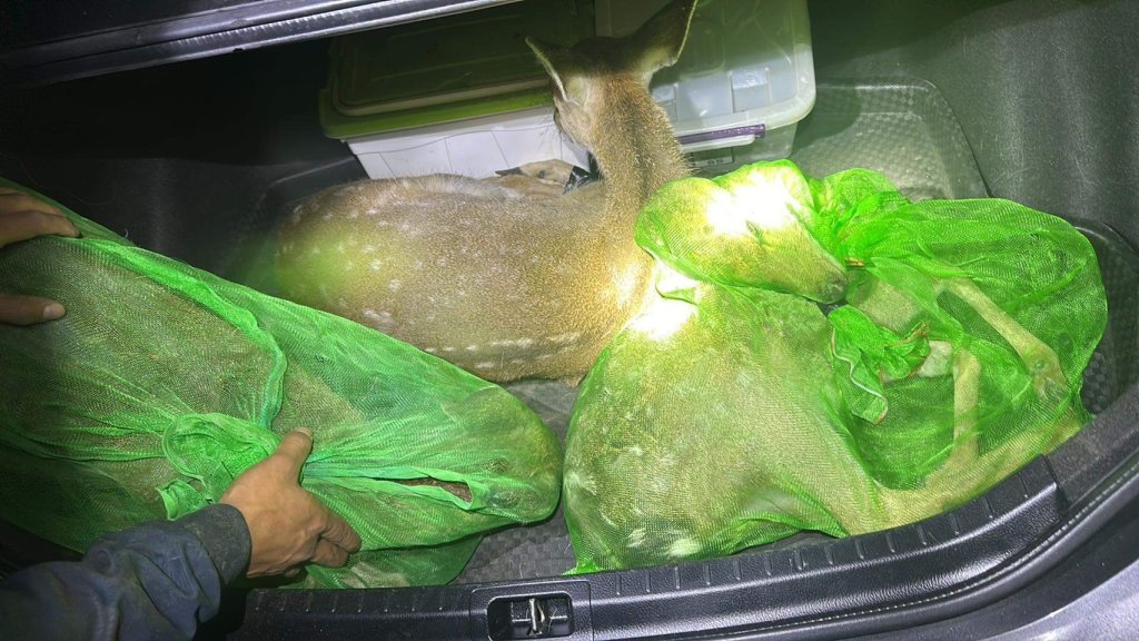 墾丁梅花鹿「活賣死割」！獵鹿集團落網　車廂藏屍惡劣曝光