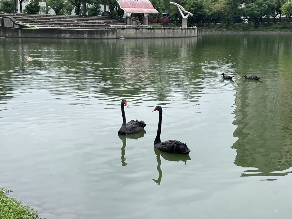 秋紅谷黑天鵝搬新家 「鳶鳶」與「揚揚」飛向北大展開新生活
