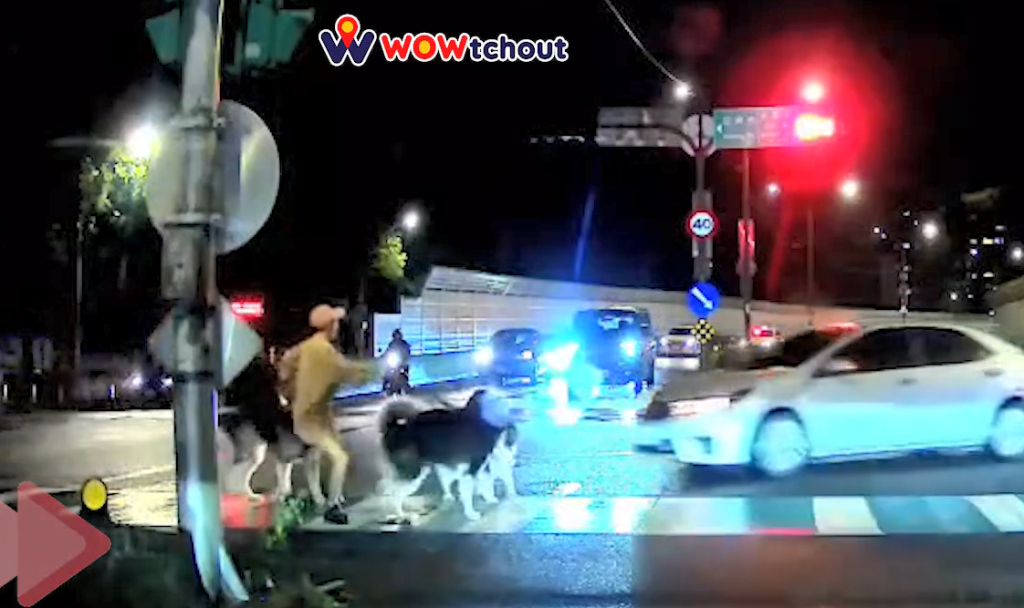 驚險瞬間！自小客車「鬼切」女飼主護狗全力拉住3隻大型愛犬