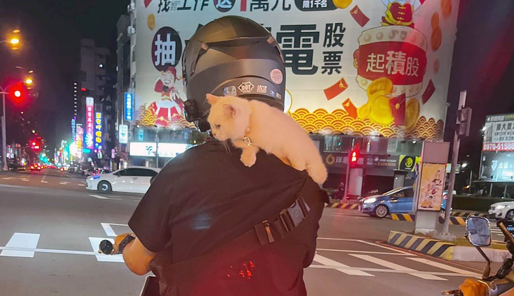 騎士肩載貓咪  網「買個籠子好好裝著很難嗎？」