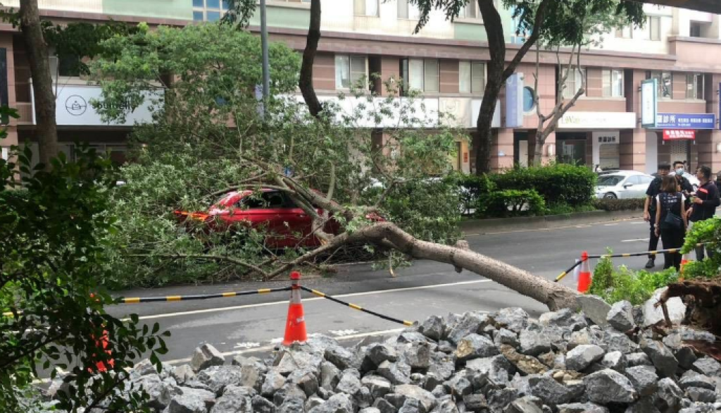 台中路樹倒塌壓車！　交通受阻1小時