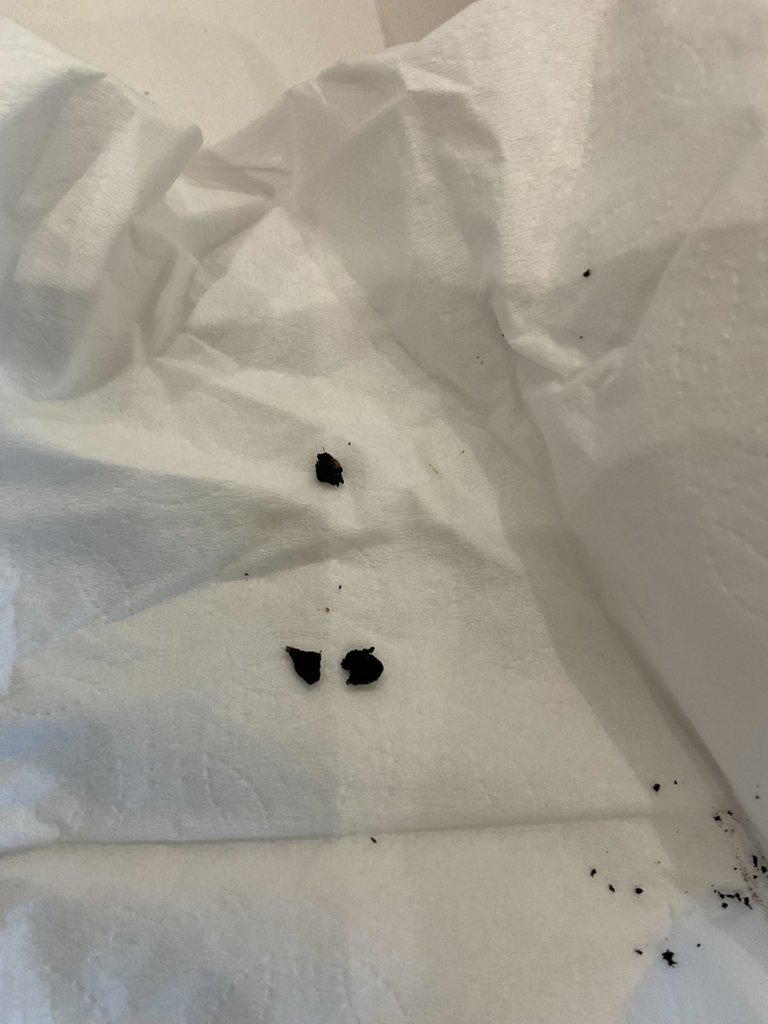 爆料／覺旅咖啡內湖店再爆食安爭議 消費者：義大利麵驚現不明黑色異物疑為動物排泄物！