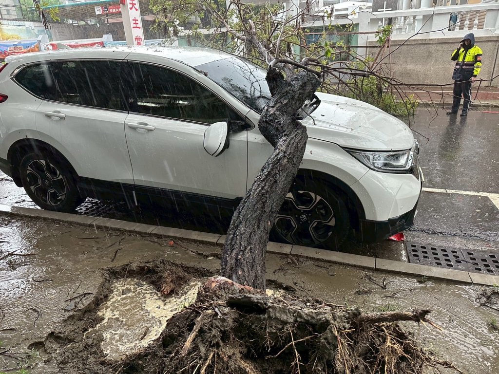 低壓豪雨灌台南！南寧街「路樹倒塌」擋道　警急拉封鎖線交管
