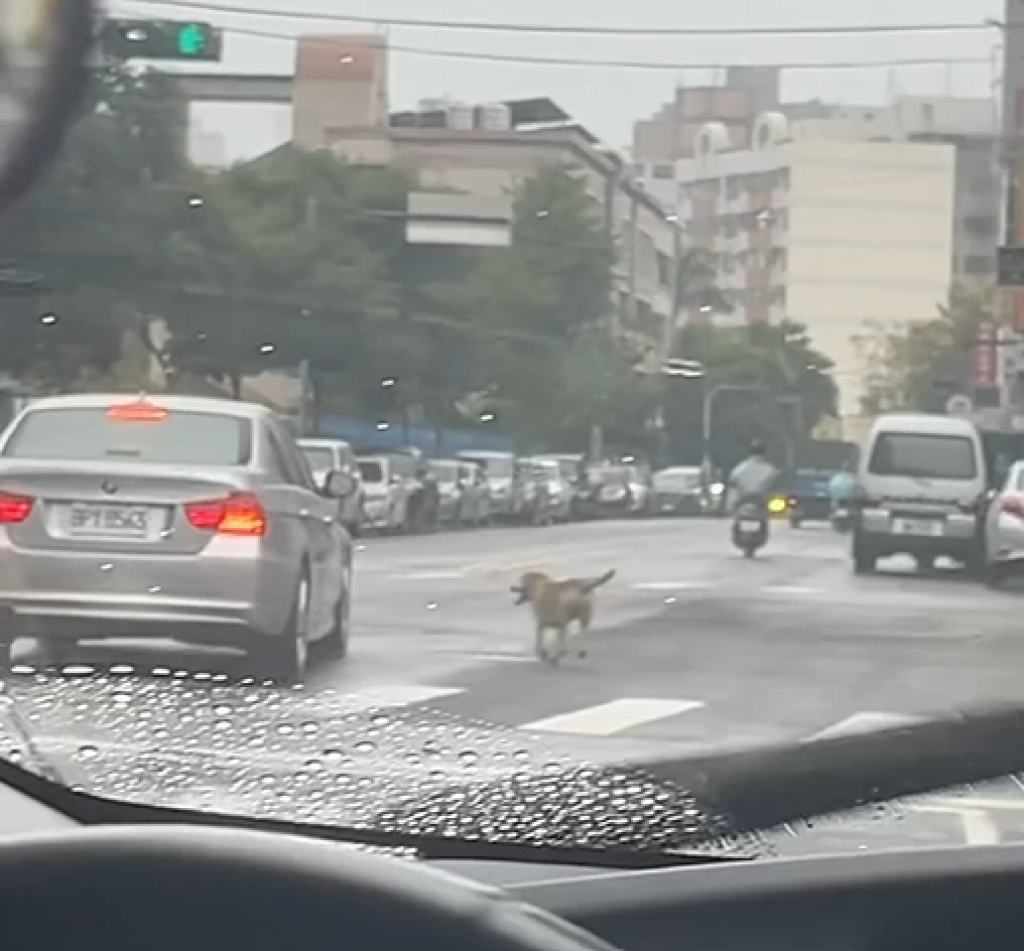 疑惡意棄養？戴項圈小狗馬路上狂追銀色BMW 畫面引發眾怒