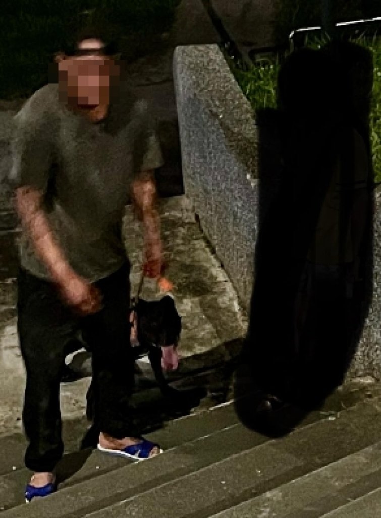 花蓮比特犬未戴嘴套闖禍！ 　貴賓狗被咬肚破腸流慘死