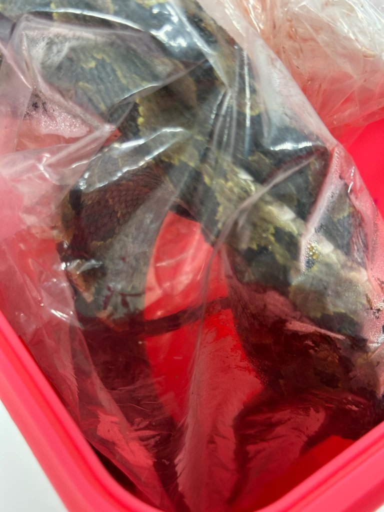 夏季蛇出沒！急診3天2人遭龜殼花咬傷　連血清都用完了