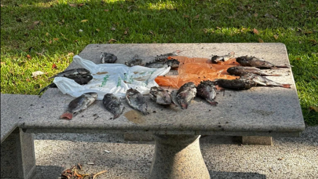 影／台南公園桌上曬魚？迎來蒼蠅大軍狂飛　目擊民眾酸：在地美食鮮魚湯