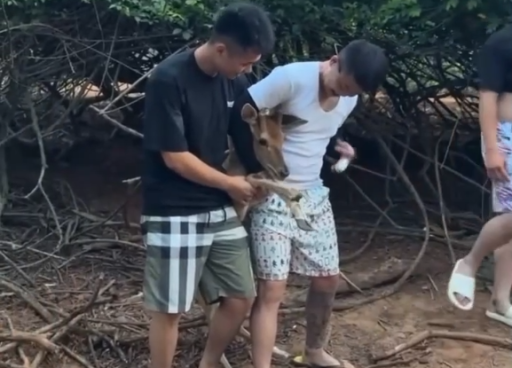 影／89猴強拉野生梅花鹿！硬拖出樹叢「勒脖架住拍合照」　網友怒：怎麼不抓台灣黑熊
