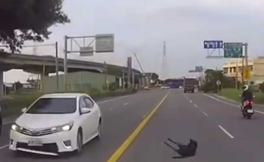 撞擊畫面曝光！　台中黑狗路邊竄出連遭兩車撞擊