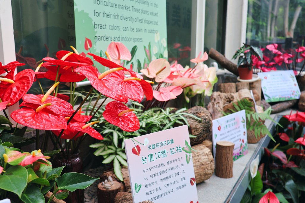 火鶴花開繽紛盛夏 科博館邀你聆聽緋紅精靈的低語