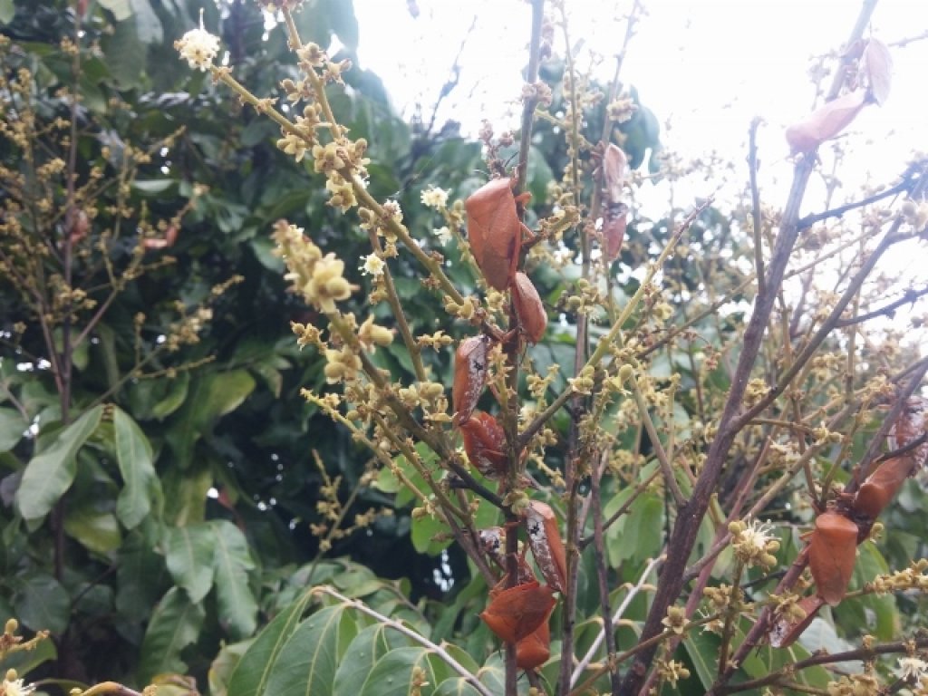紅通通不是荔枝椿象！中市農業局：紅姬緣椿象無毒無害勿驚慌