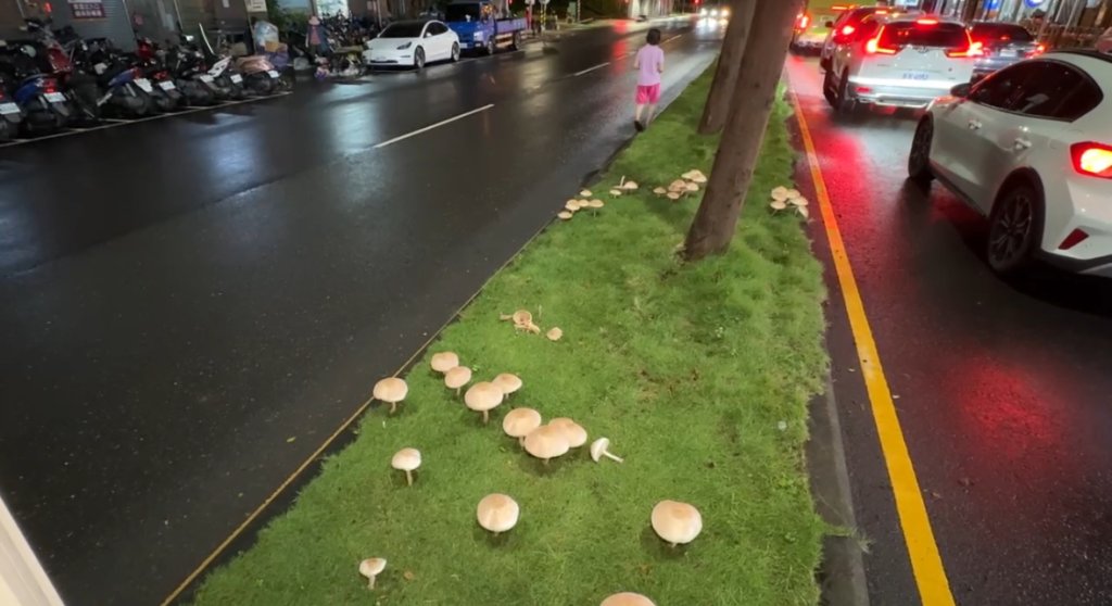 下到長香菇！高雄分隔島竟爆「菇菇潮」 網笑: 可煮火鍋? 公園處:別吃恐中毒