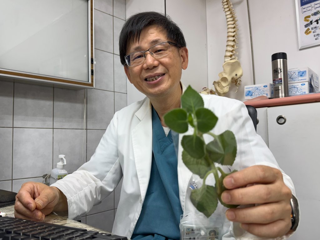 「左手香」別亂吃！7旬男子誤信網路稱吃左手香治喉嚨  卻釀大小便失禁