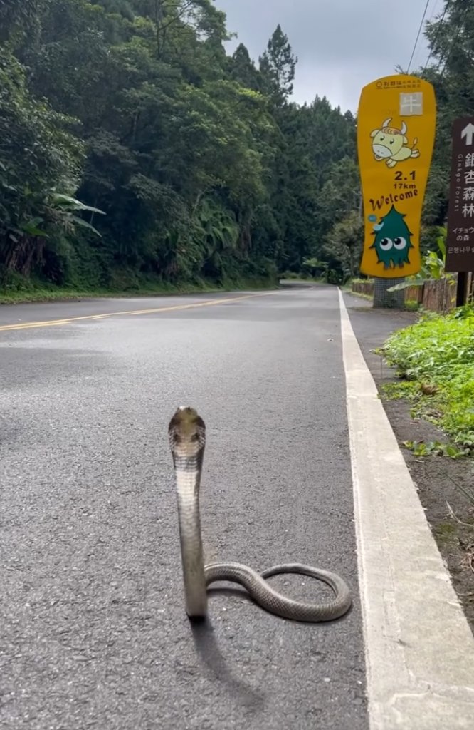杉林溪驚見眼鏡蛇「抬頭迎賓」！遊客嚇傻：比路標更顯眼的地標