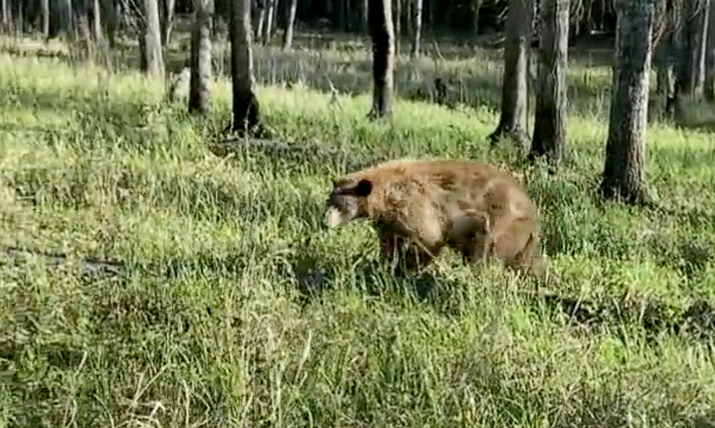 日本熊出!野熊闖校園「吊掛體育館」玩耍 3校嚇到急停課