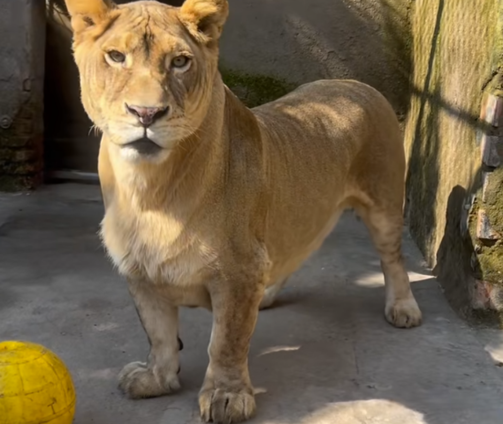 影／徐州動物園非洲獅天生腿短　飼育員取名「柯基」意外爆紅　