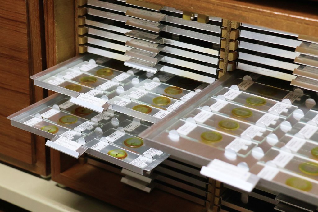 蠓科標本助攻小黑蚊防治！  科博館獲贈世界級「蚊人」蒐藏