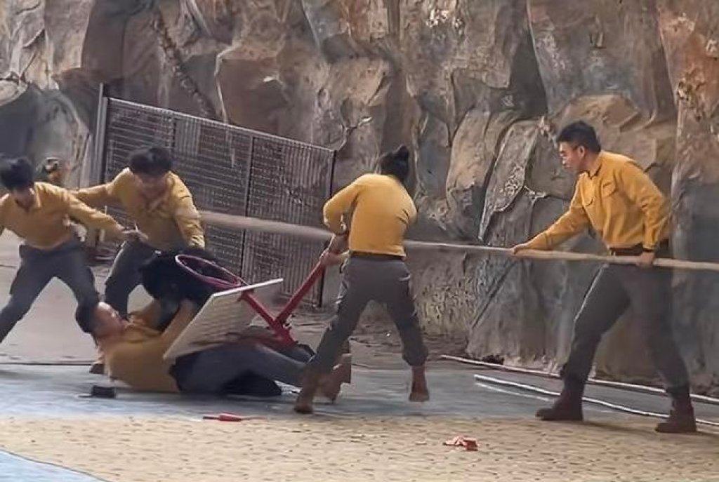 影／陸動物園黑熊演出時突襲擊飼養員！5人拉扯制伏帶往後台　園方解釋「搶吃袋中胡蘿蔔」