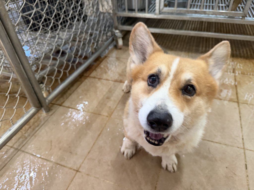 柯基疑遭虐遭市府沒入…法院判返還飼主　台南動保處：尊重判決會強化蒐證