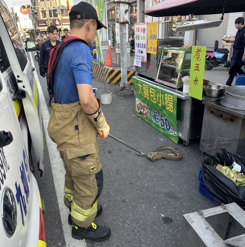 玩命? 屏東男把「緬甸蟒」掛脖散步遛蛇 突遭狂纏倒地頭部濺血送醫