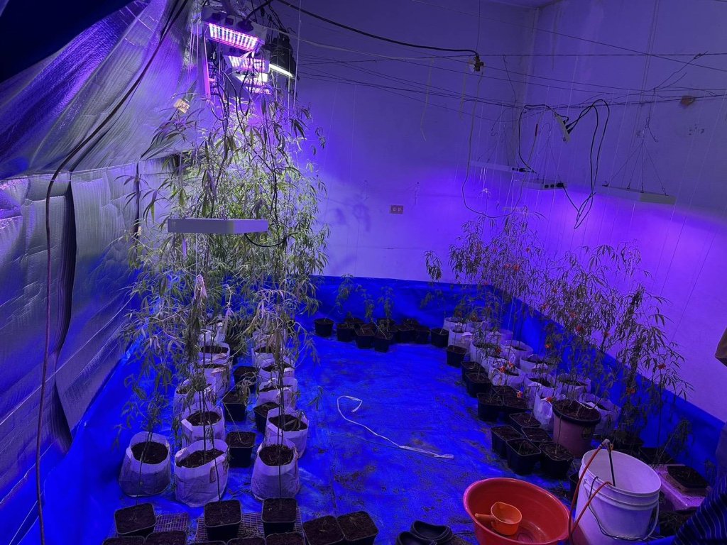 欠債想翻身竟跑去種大麻！警方一路追3嫌落網　