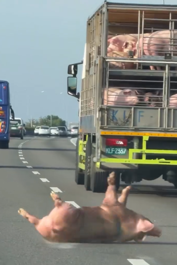 國道摔豬！　貨車柵欄沒關豬隻落地車道上翻滾  