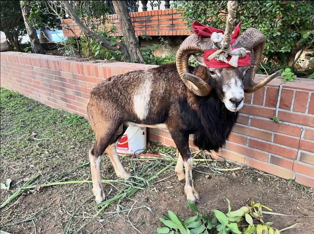 馬路變牧場? 中壢民權路驚見「特等羊」狂奔1公里 原來是仁海宮200週年主角