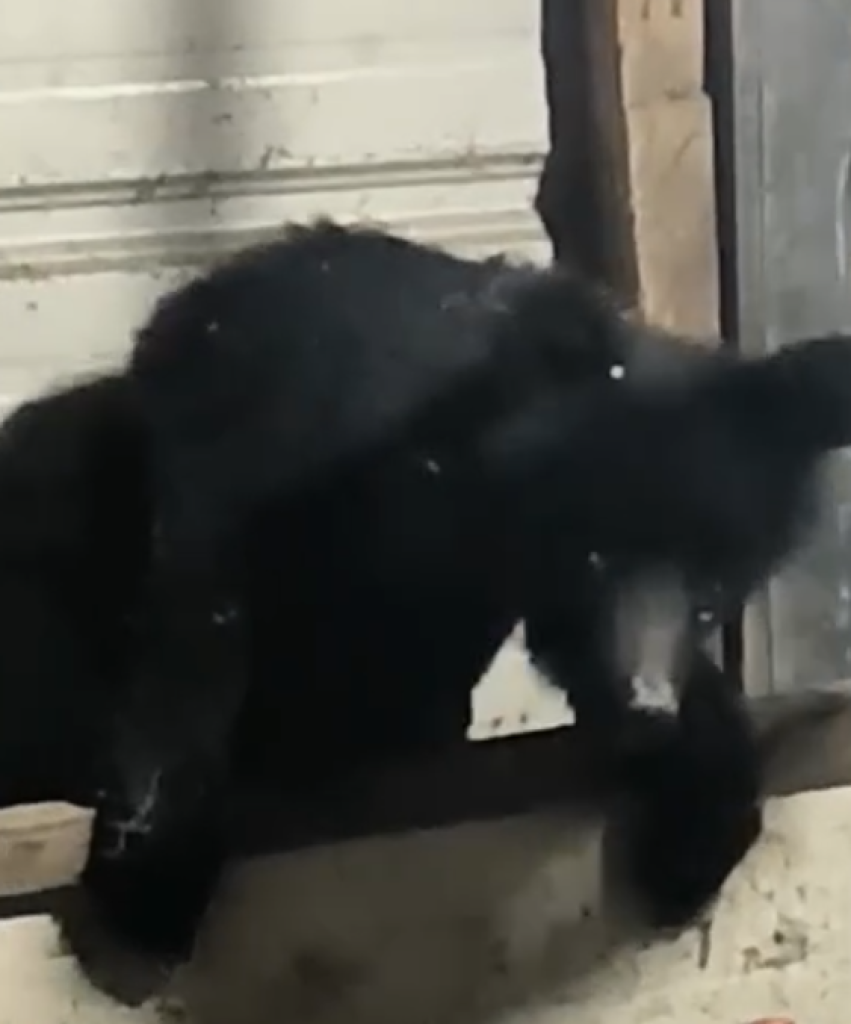  獵殺臺灣黑熊一審判無罪！　屏東地檢署提上訴