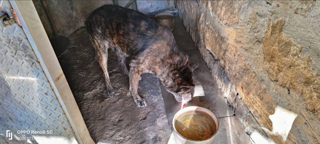 三重惡質輾狗駕駛找到人了！新北動保處開罰17.5萬元　飼主也要罰