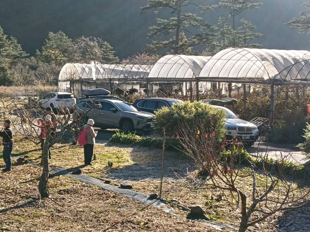 冷到像走進冰宮！武陵農場零下1.2度　藤花園結冰變身水晶世界