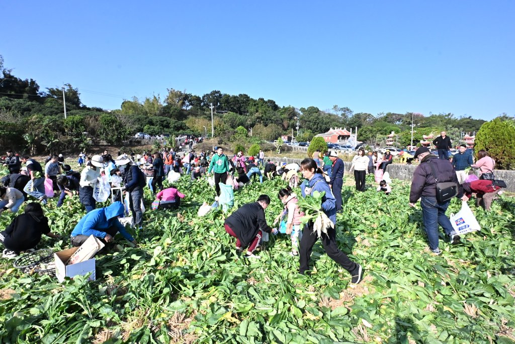 芬園鄉農會「芬響農食典白寶玉出土記」數千人體驗拔蘿蔔樂