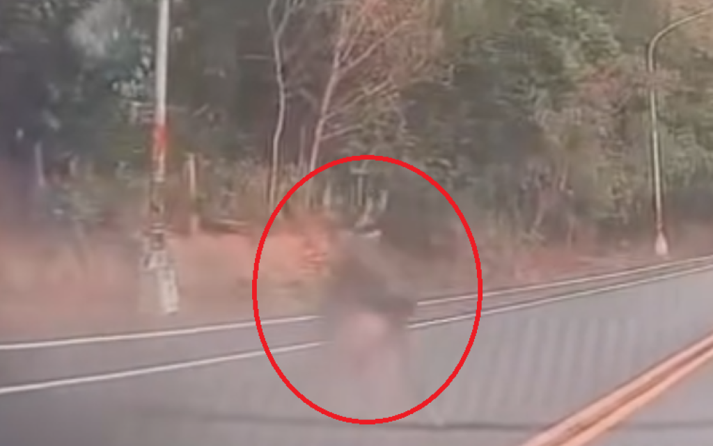 彰化又傳開車撞到水鹿！　6天內第二起