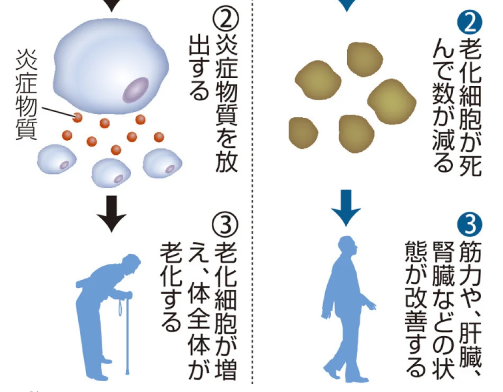 人類將常保年輕？日本發現「老化細胞清除藥物」　老鼠實驗肌力與內臟獲改善