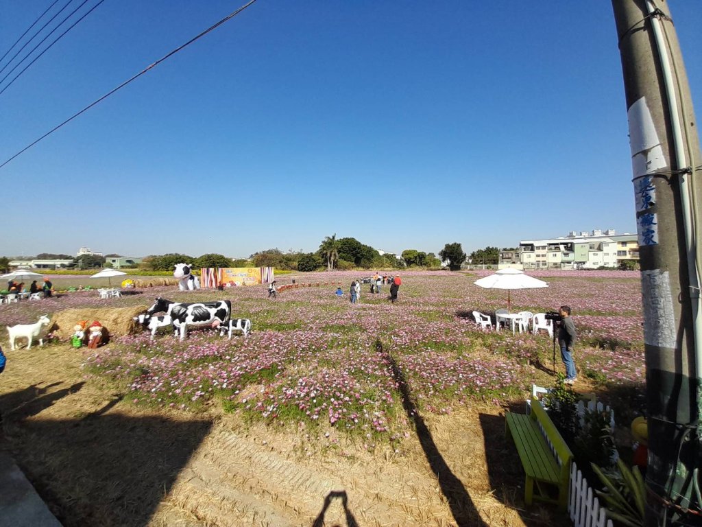 彰市春節花海浪漫相遇 1月17日登場 拍照外還有拔蘿蔔體驗